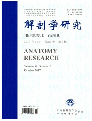 解剖学研究