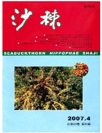 沙棘
